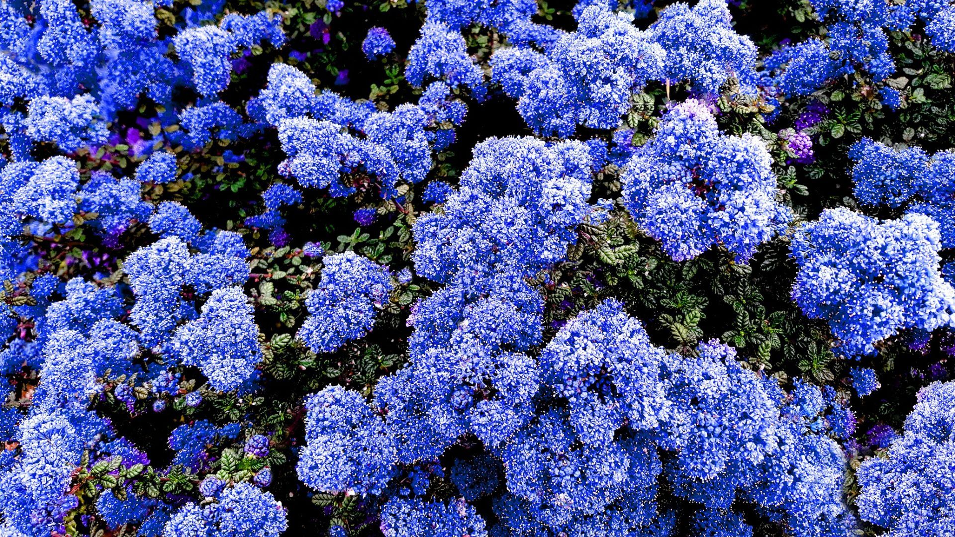 Master Gardeners of Napa County: Native Ceanothus is ideal for Napa County